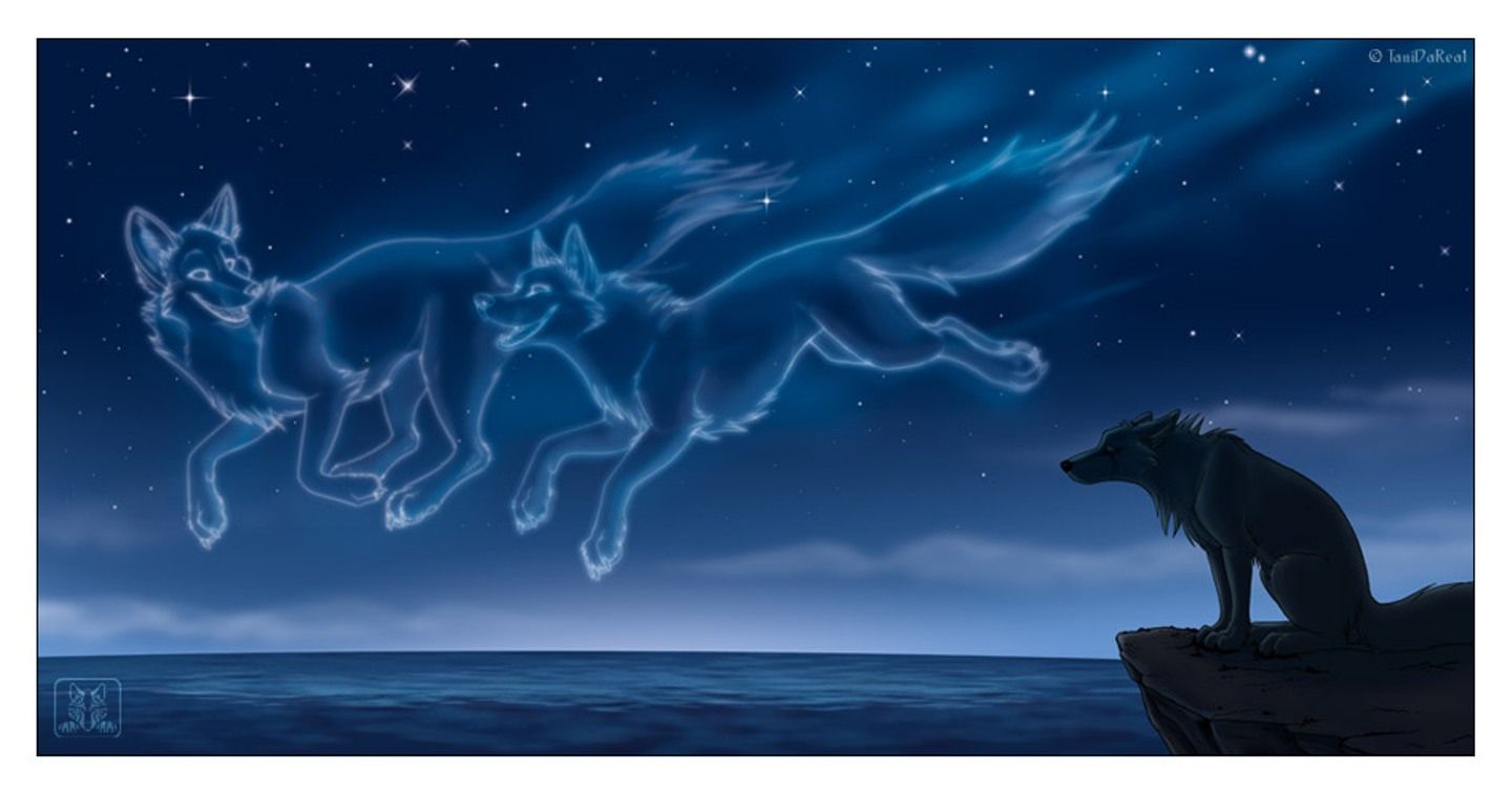 Lupi spettrali innamorati notte, 1440x758 720p, Laptop