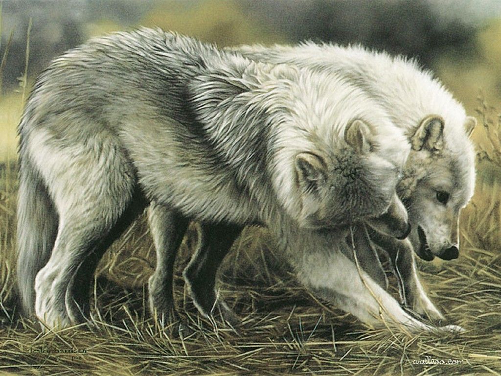 Due lupi bianchi affettuosi, 1024x768 HD, PC