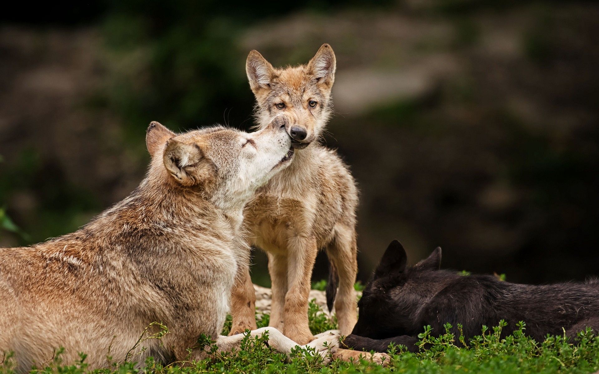 Lupa madre con cuccioli, 1920x1200 Full HD+, iMac