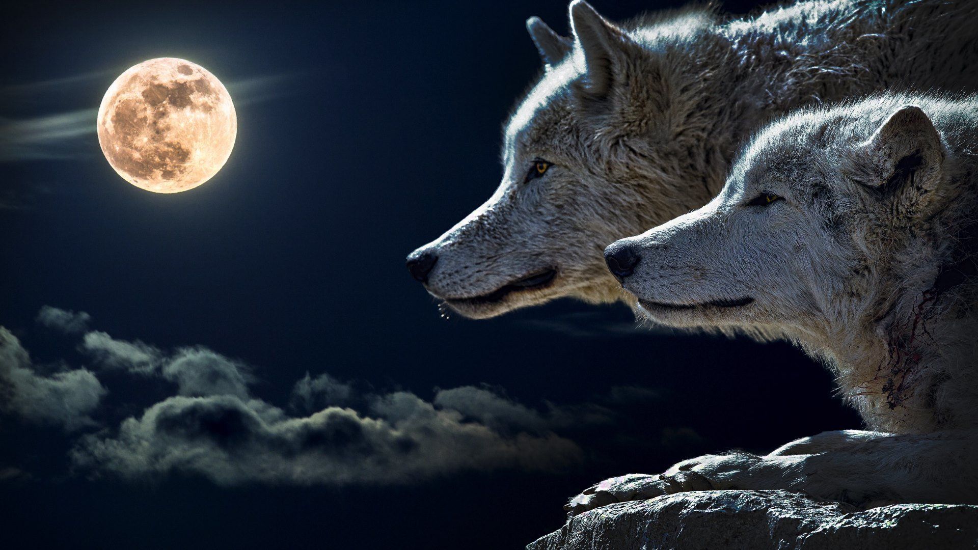 Due lupi luna piena, 1920x1080 Full HD, Desktop