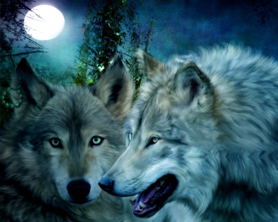 Due lupi innamorati sotto la luna, 1078x862 HD, PC Desktop