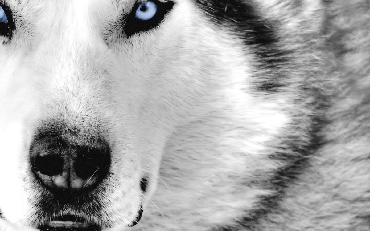 Lupo occhi azzurri bianco nero, 1200x750 HD, PC
