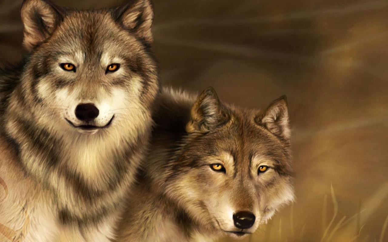 Coppia di lupi innamorati, 1280x800 HD, Desktop
