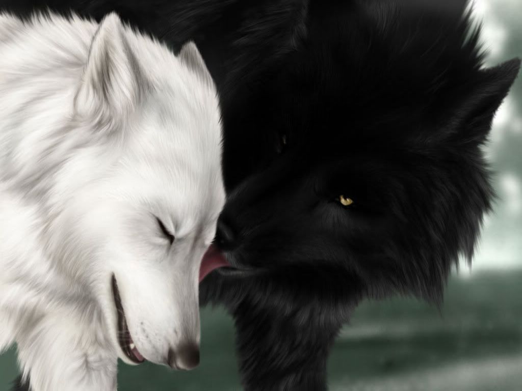 Lupo bianco e nero innamorati, 1024x768 HD, iMac