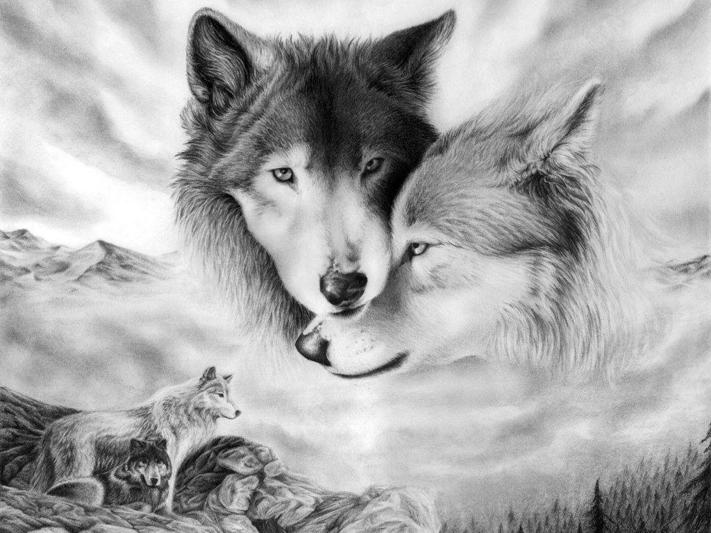 Disegno lupi coppia bianco nero, 1024x768 HD, Desktop