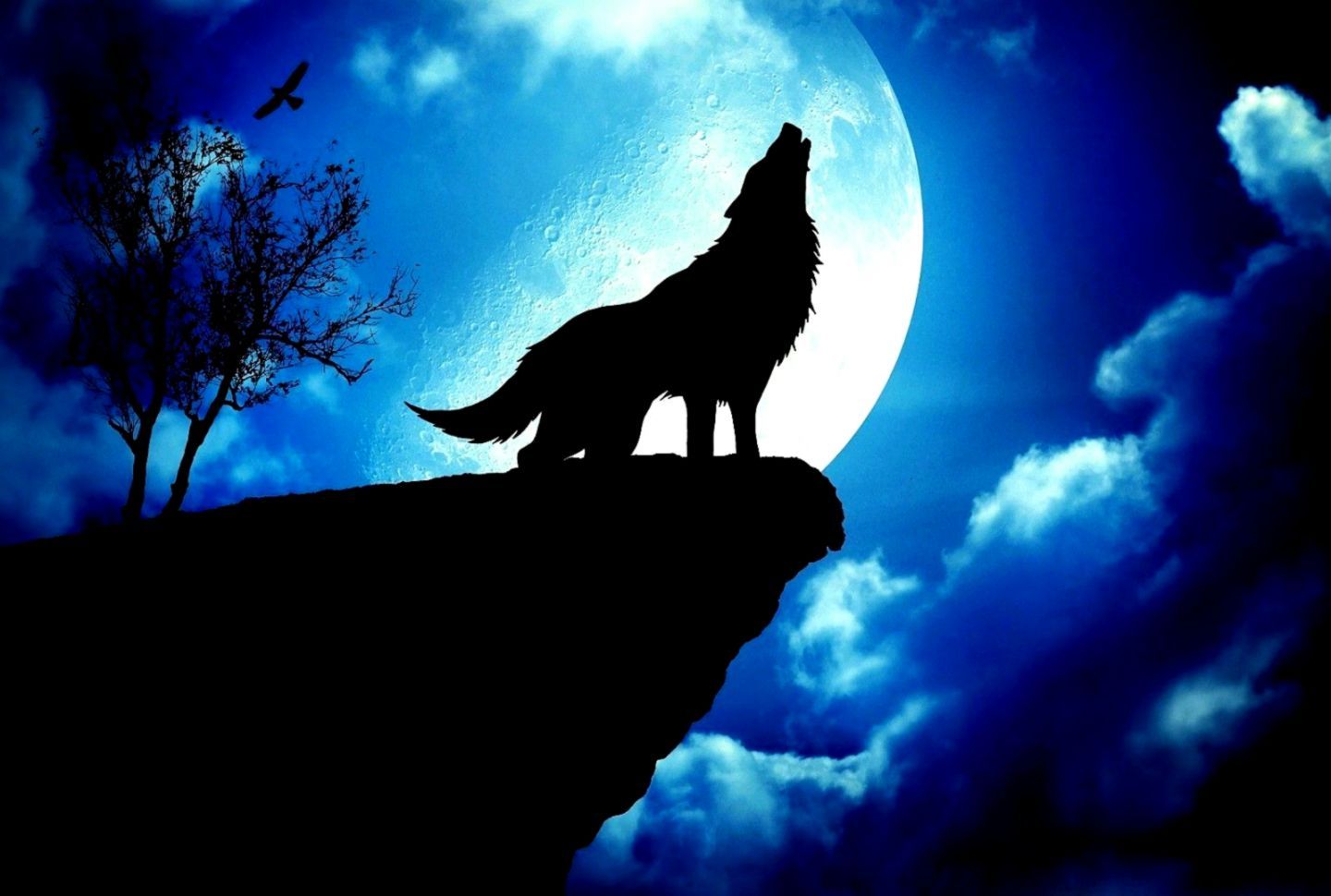 Lupo che ulula alla luna, 1440x970 720p, Laptop