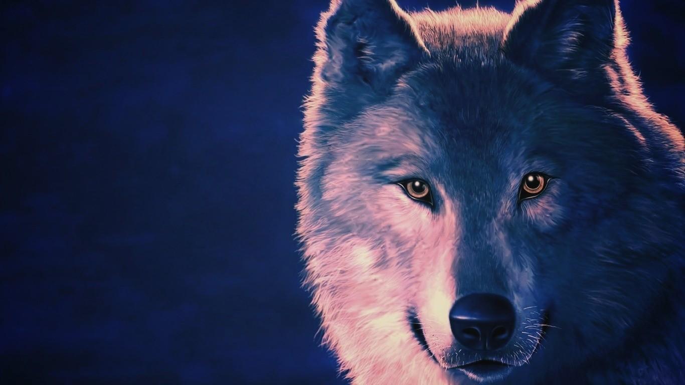 Lupo primo piano occhi gialli, 1366x768 720p, PC