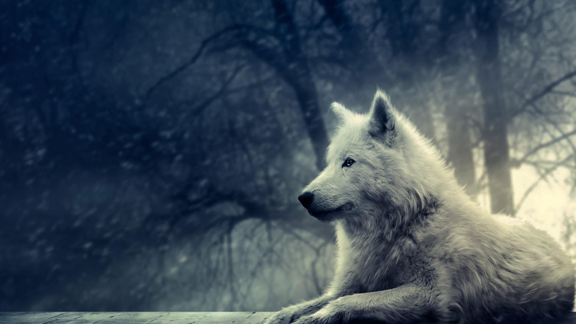di Lupi per Desktop, 1920x1080 Full HD 1080p, PC Desktop