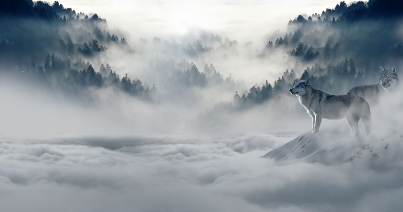 Lupo nella nebbia montana, 1328x700 HD, Desktop