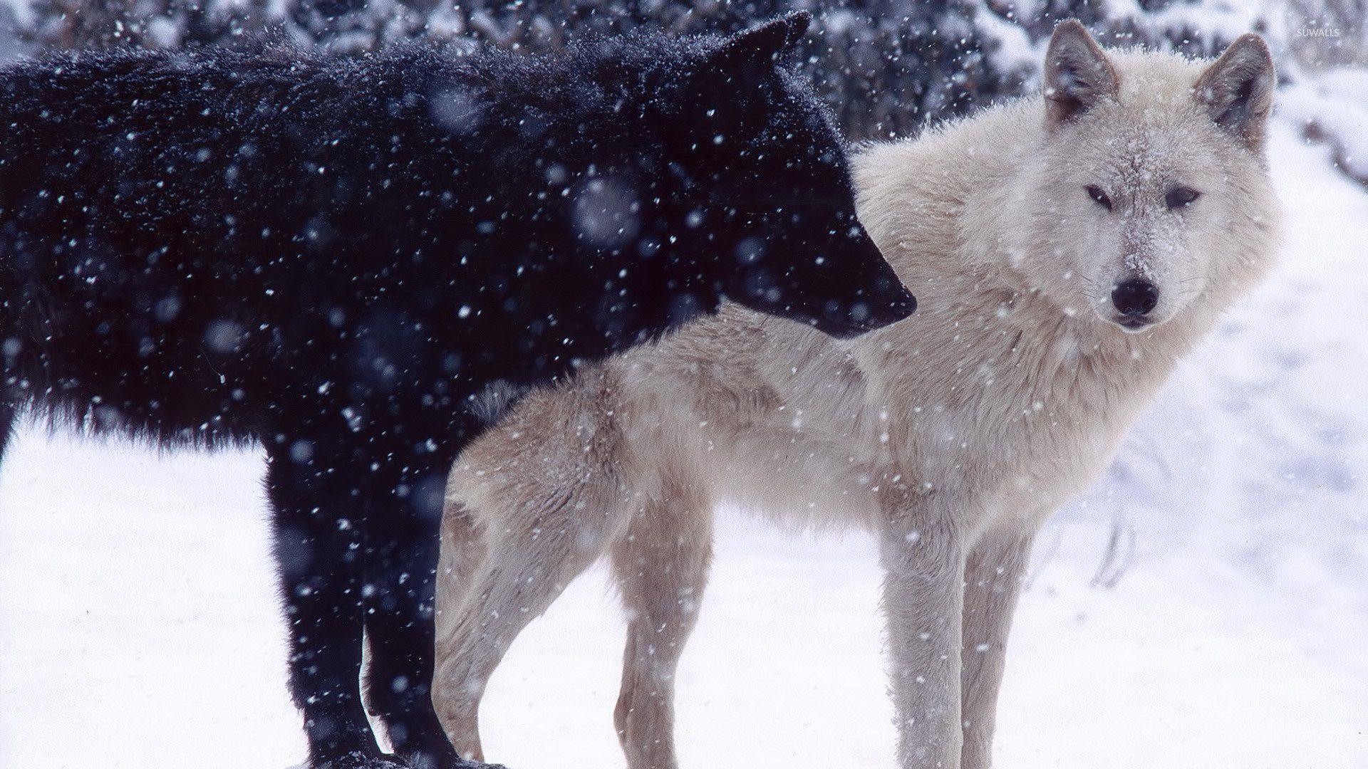 Lupo bianco e nero neve, 1920x1080 1080p, Laptop