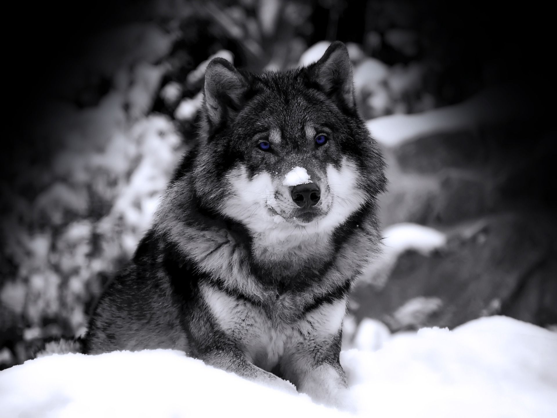 Lupo nella neve bianco/nero, 1920x1440 Full HD+, PC