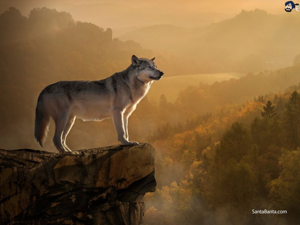 Lupo su roccia al tramonto, 1024x768 HD, Desktop