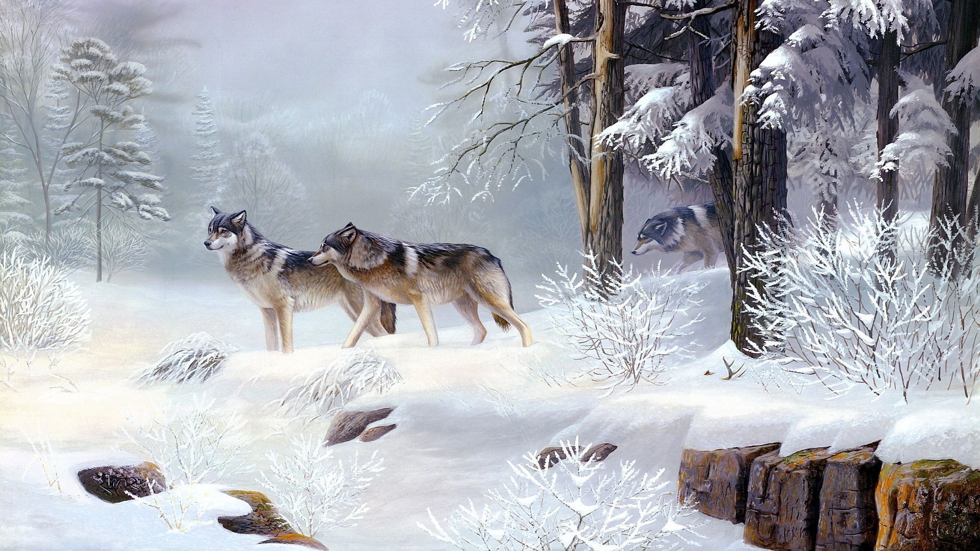 Lupi nella foresta invernale, 1920x1080 Full HD 1080p, Desktop