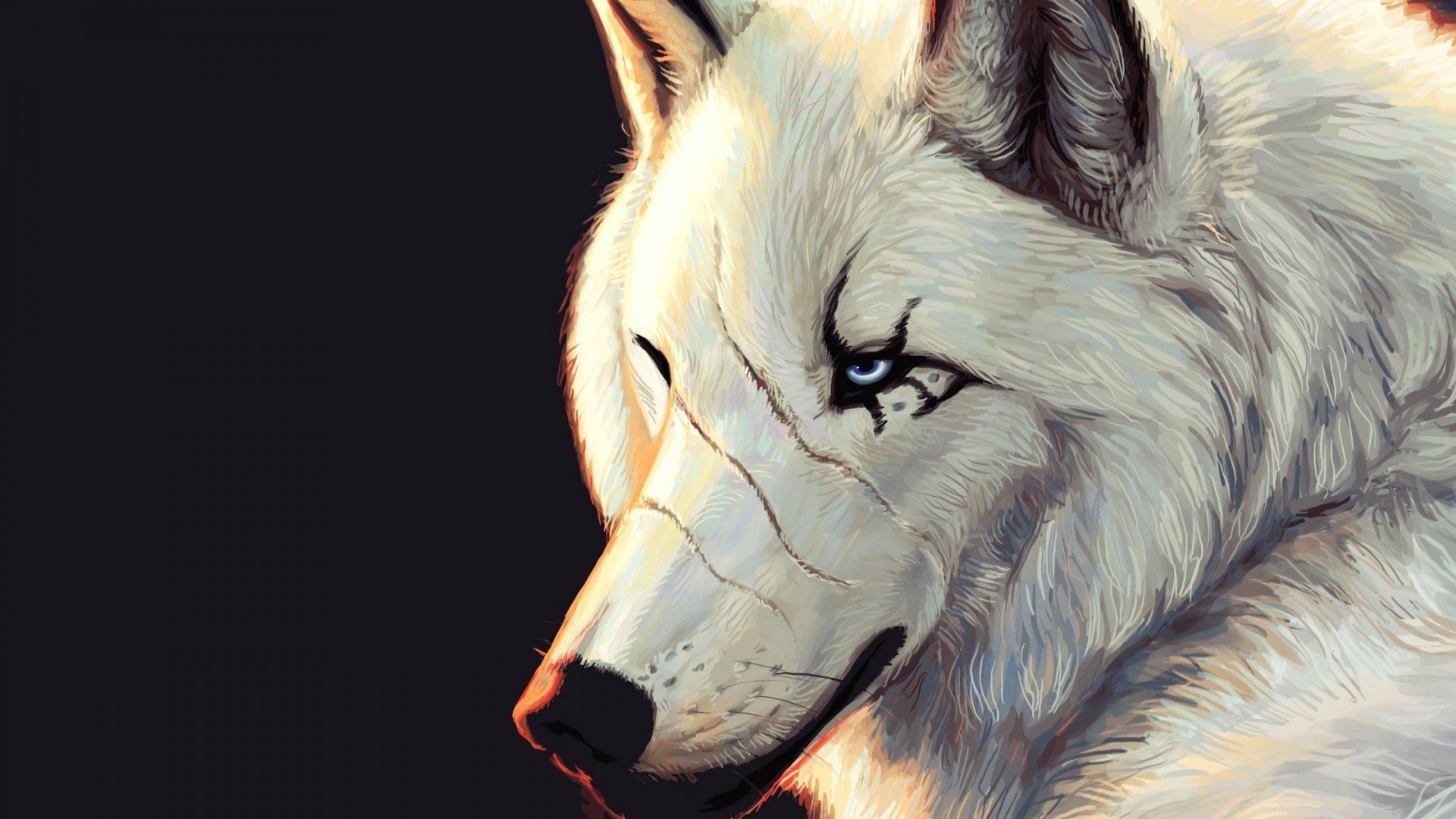 Lupo bianco su sfondo nero, 1920x1080 Full HD 1080p, PC Desktop