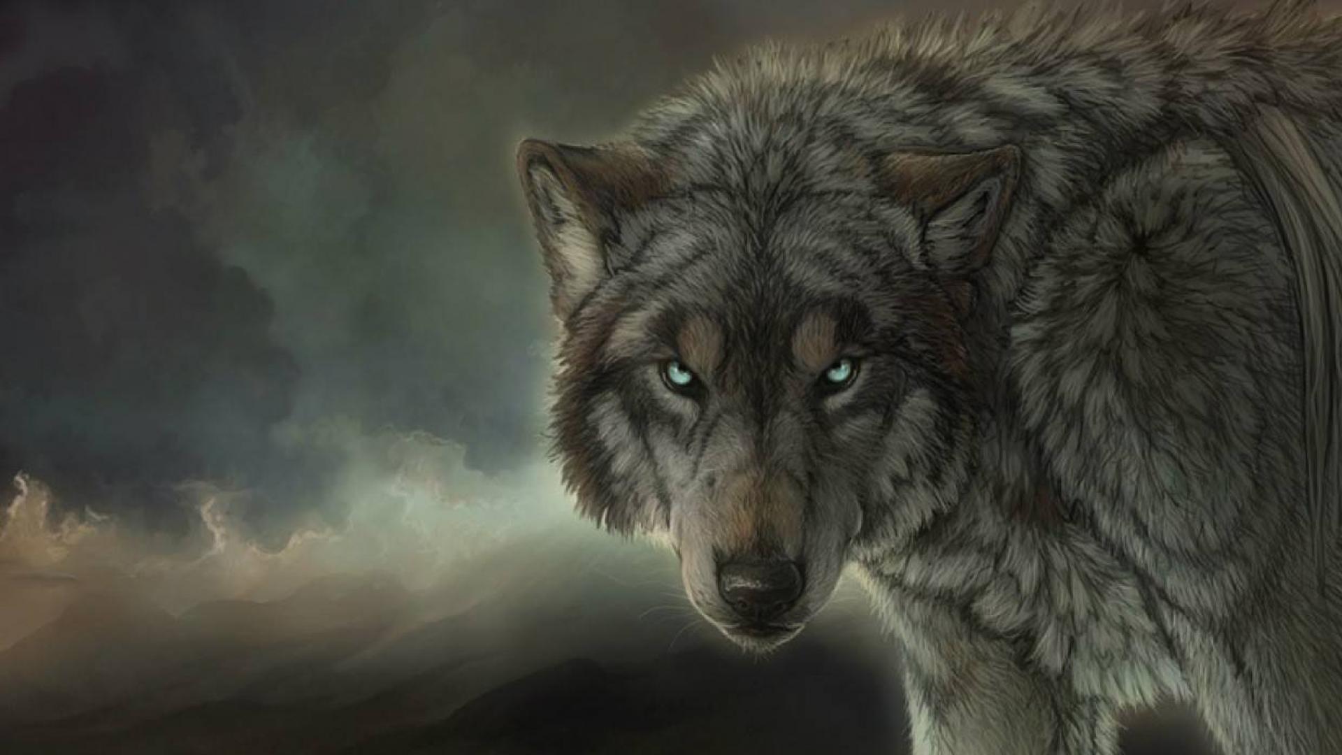 Lupo grigio sguardo intenso, 1920x1080 Full HD, PC Desktop