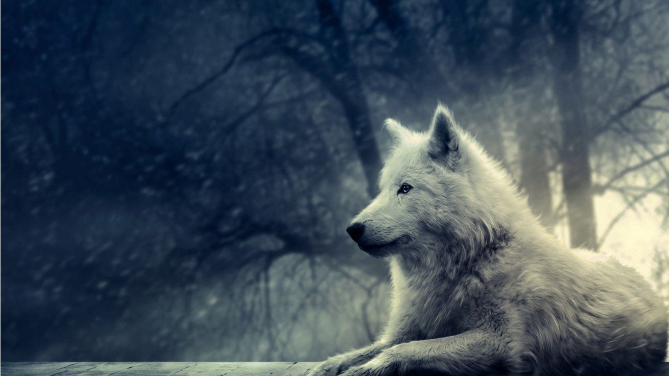 Lupo bianco anime foresta, 1366x768 720p, Laptop