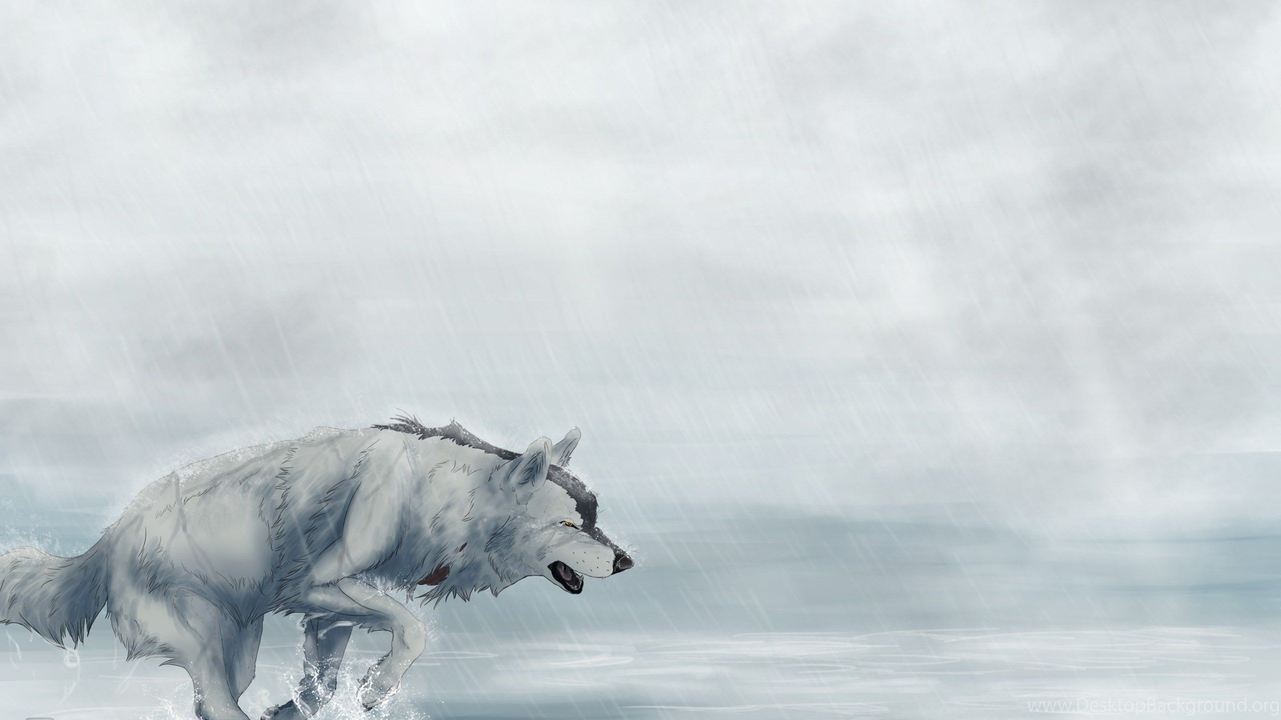 Lupo bianco anime neve, 2560x1440 1440p, Desktop