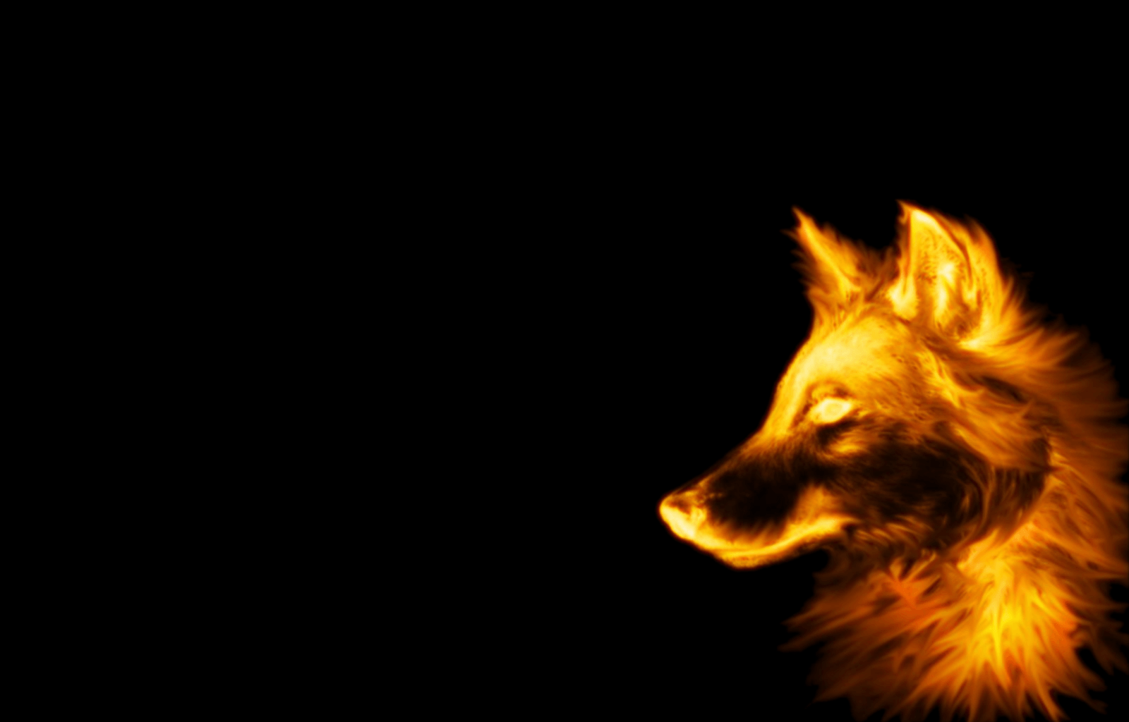 Lupo fiammeggiante sfondo nero, 1600x1024 HD Ready, Desktop