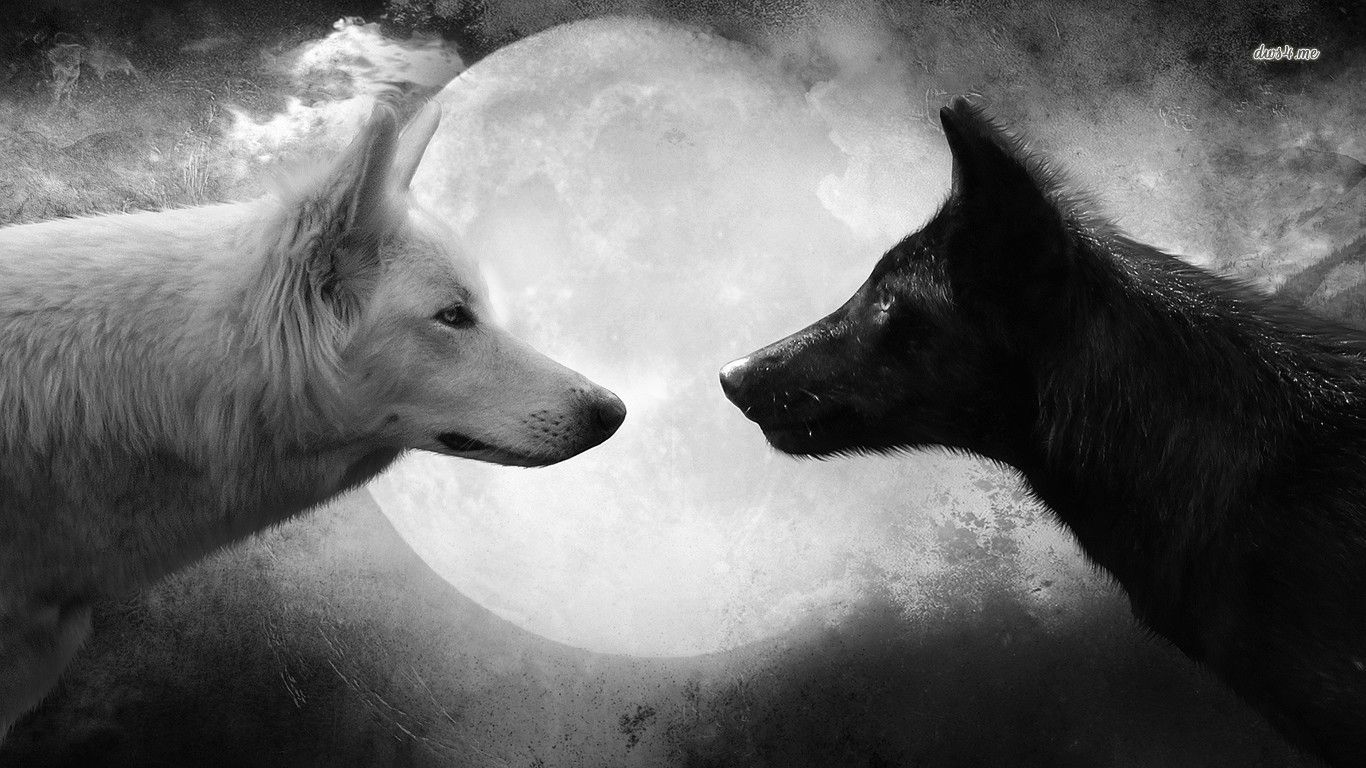 Lupo ululante silhouette luna, 1280x720 720p, Laptop