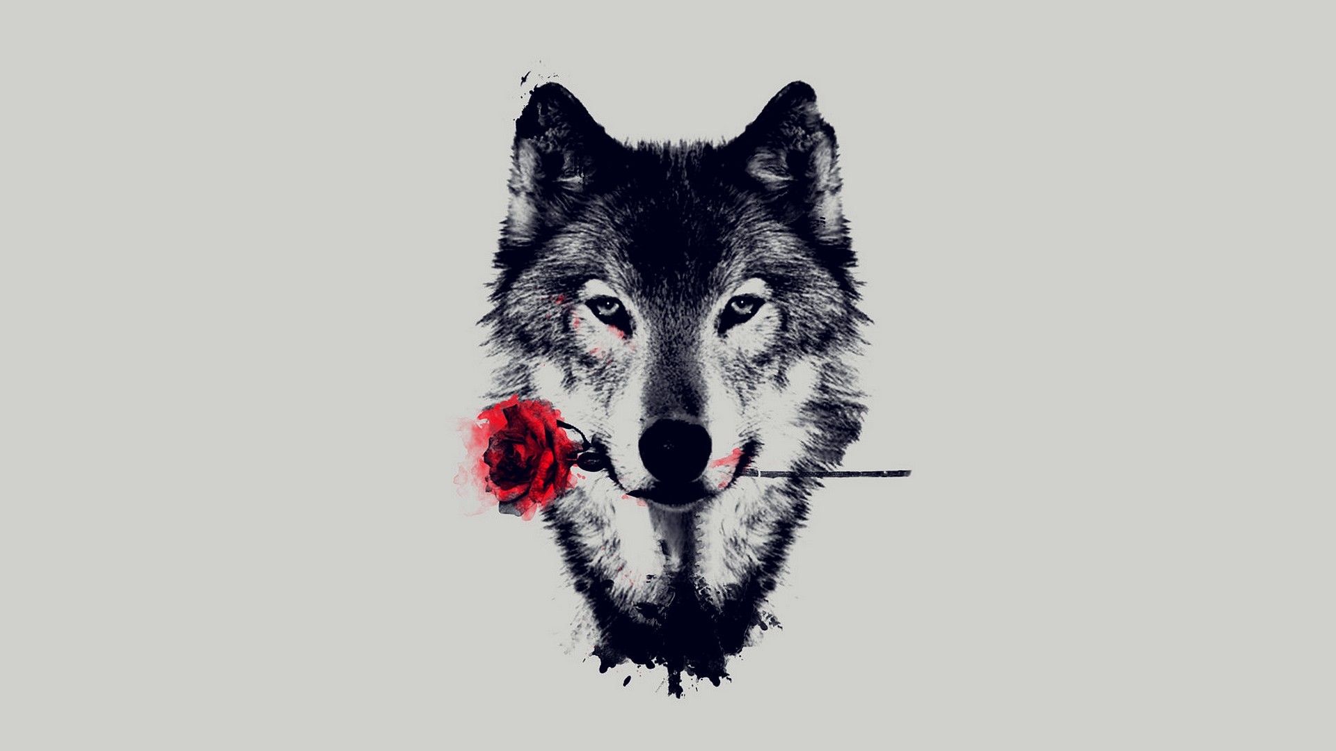 Lupo con rosa rossa, 1920x1080 1080p, Desktop
