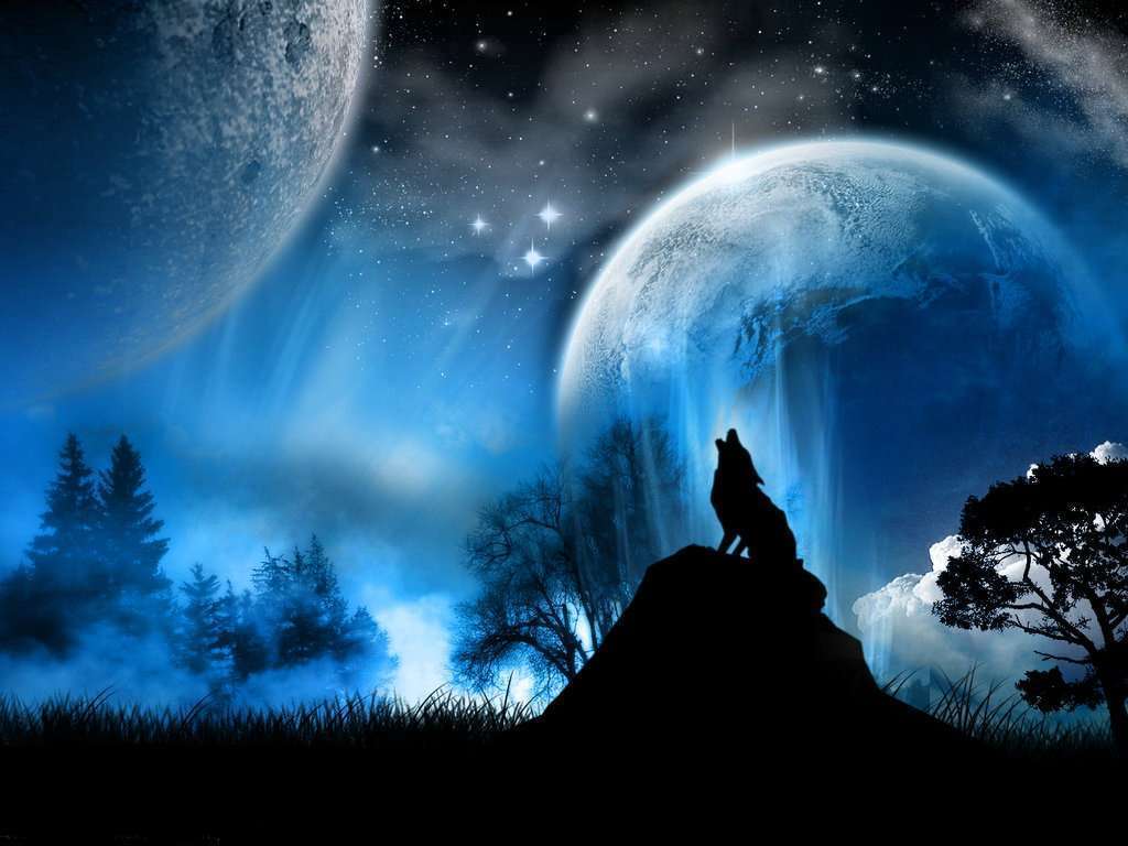Lupo bianco su iceberg blu, 1280x816 HD, Desktop