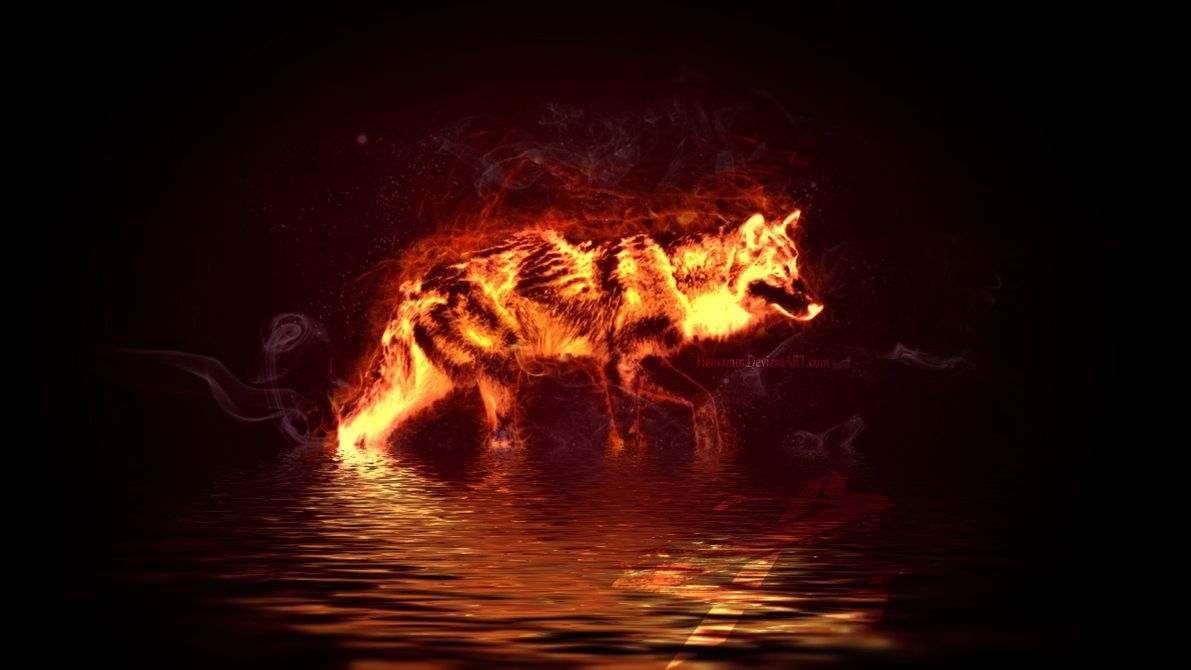 Lupo di fuoco sull'acqua, 1191x670 HD, Desktop