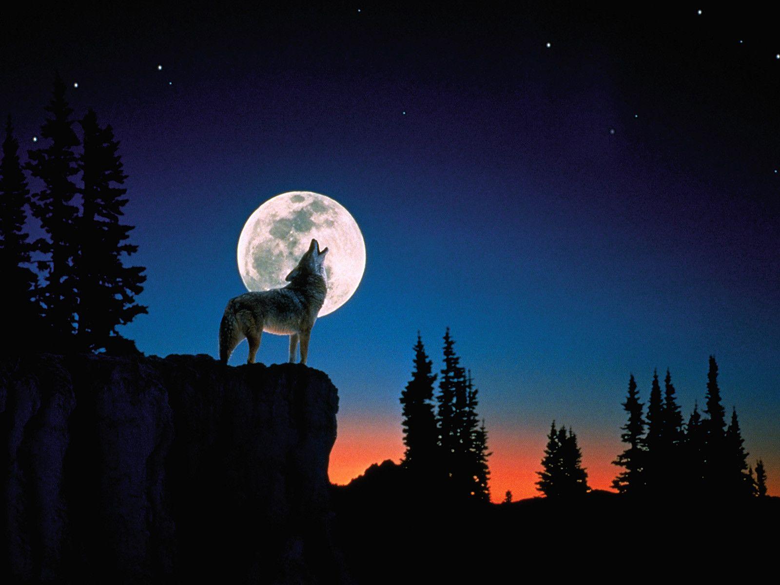 Lupo che ulula alla luna, 1600x1200 900p, Desktop