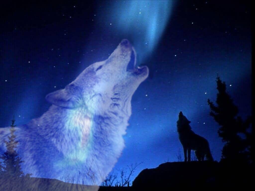 Lupo che ulula aurora boreale, 1024x768 HD, PC