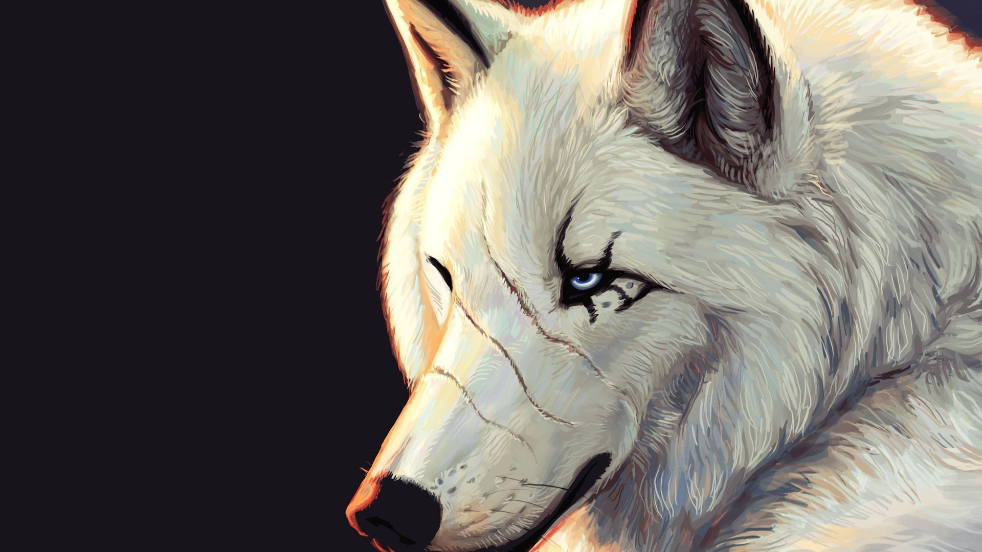 Lupo con rosa rossa, 1920x1080 Full HD 1080p, Desktop