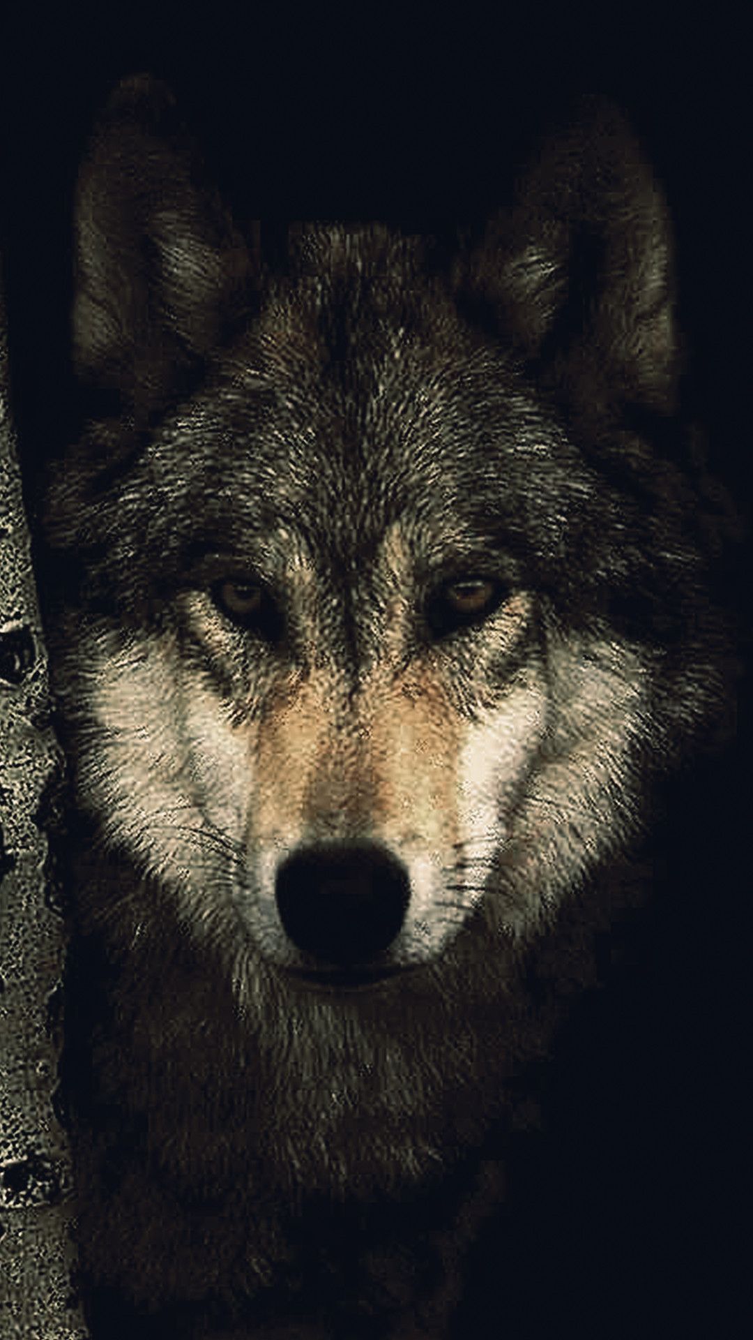 Lupo epico nella neve, 1920x1080 Full HD 1080p, PC