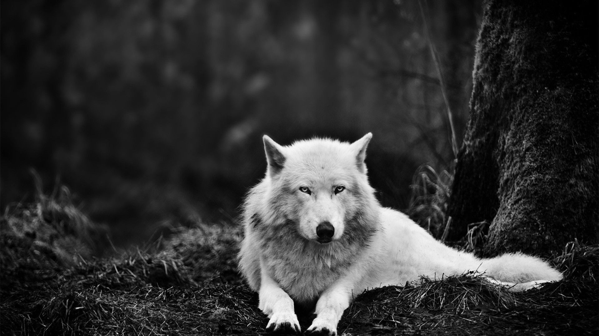 Lupo con occhi blu e fulmini, 2560x1600 2K, Laptop