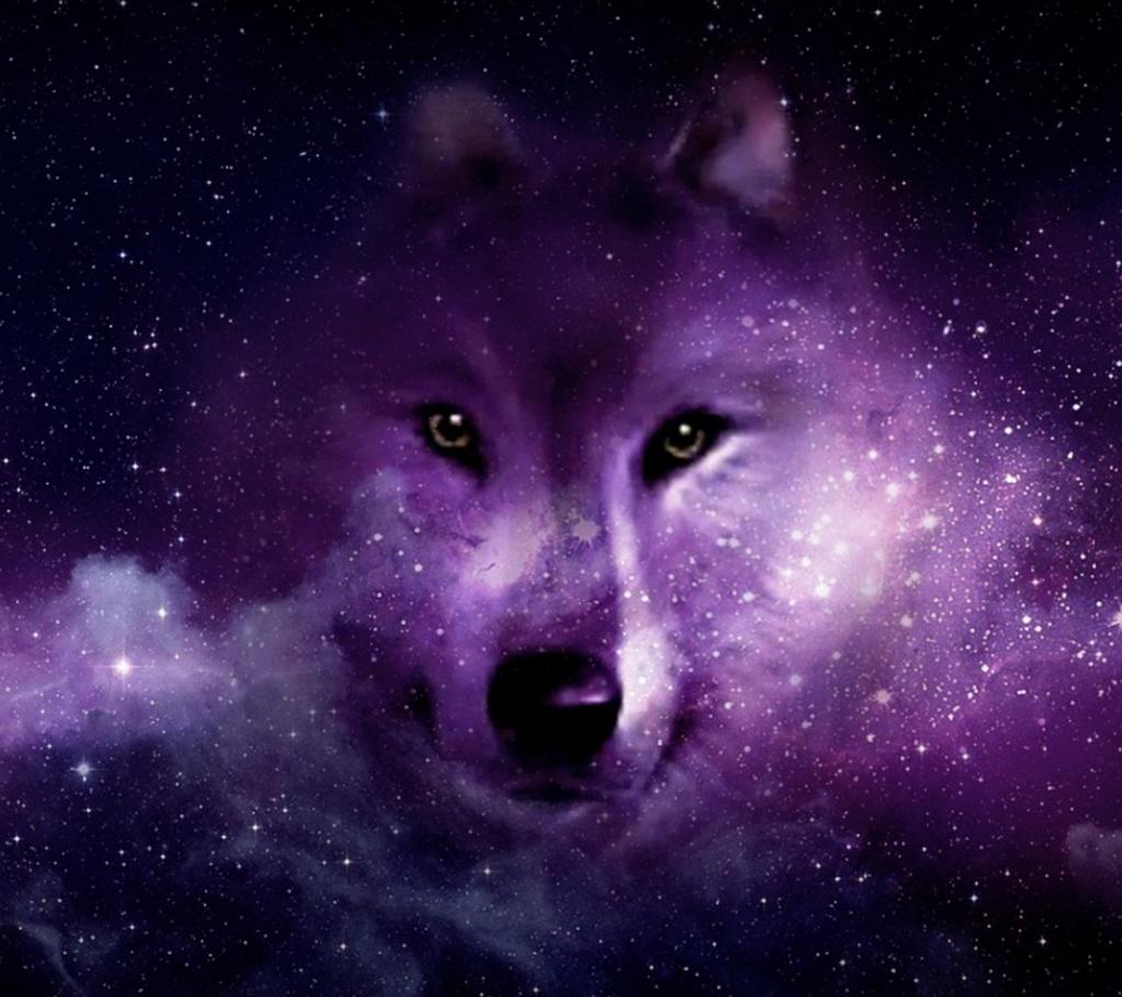 Lupo galattico viola, 1024x910 HD, PC