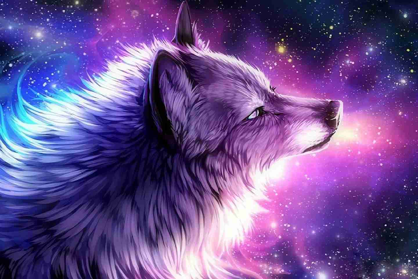 Lupo galattico viola cosmico, 1440x960 HD, Desktop