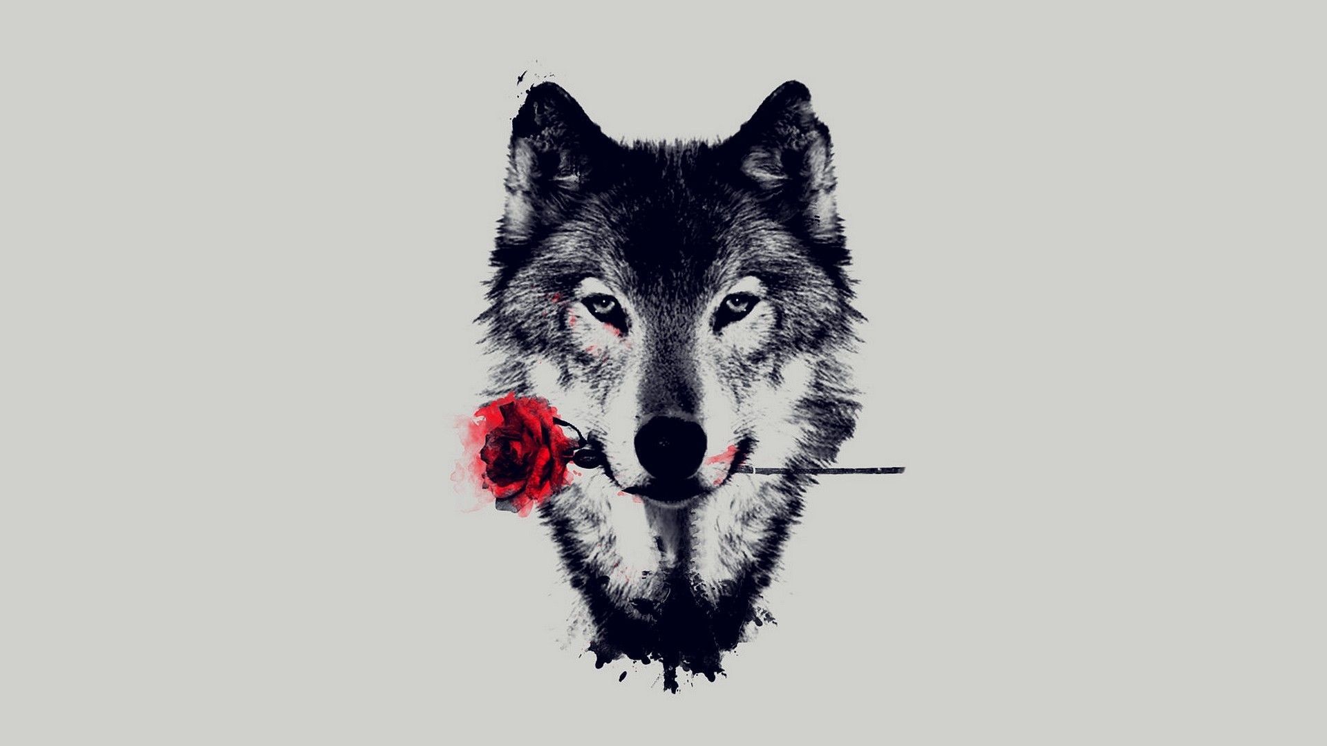 Lupo artistico con rosa rossa, 1920x1080 1080p, Desktop