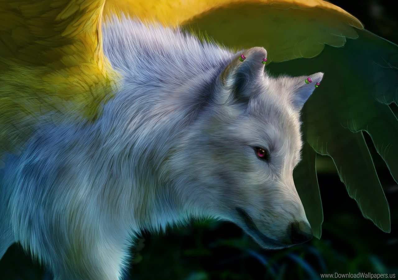 Lupi magici notte blu, 1440x900 HD, Desktop