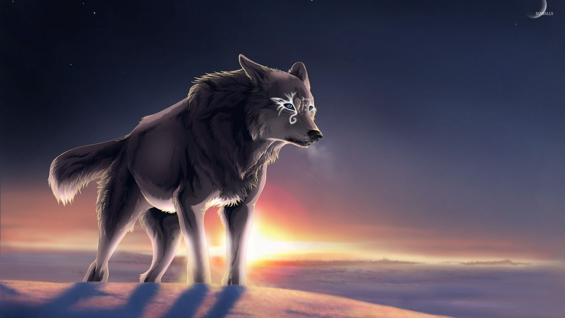 Lupo su neve al tramonto, 1920x1080 Full HD 1080p, Laptop