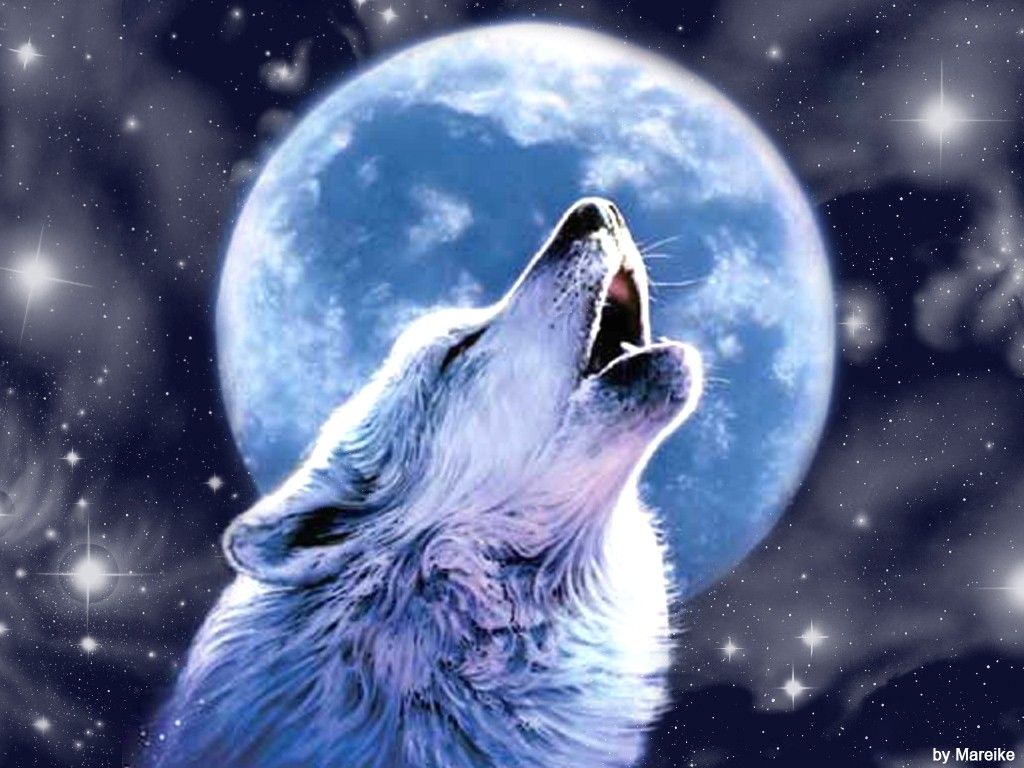 Lupo che ulula alla luna, 1024x768 HD, Desktop