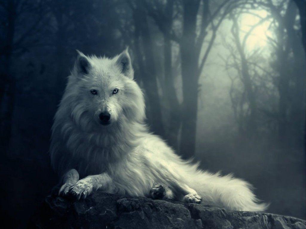 Lupo bianco nella foresta, 1024x768 HD, PC Desktop