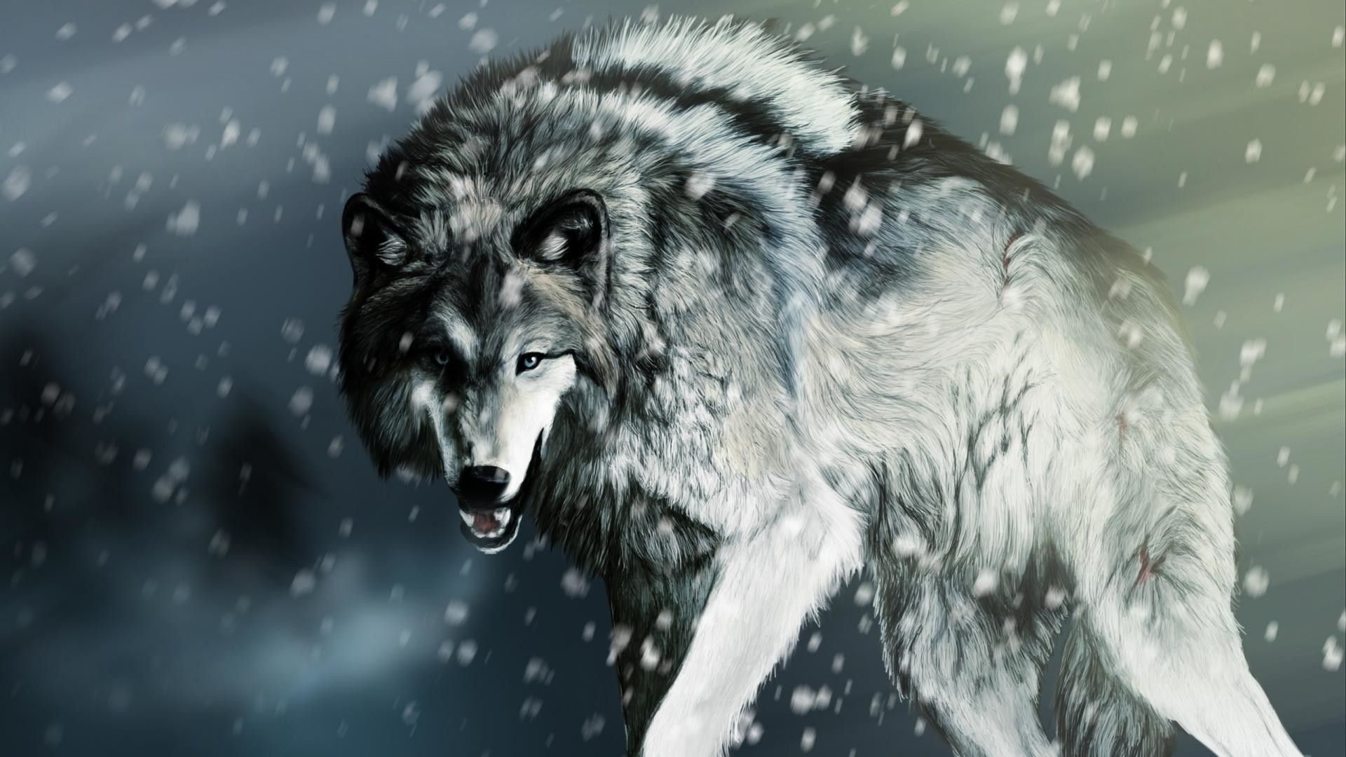 Lupo grigio nella neve, 1920x1080 Full HD 1080p, Laptop