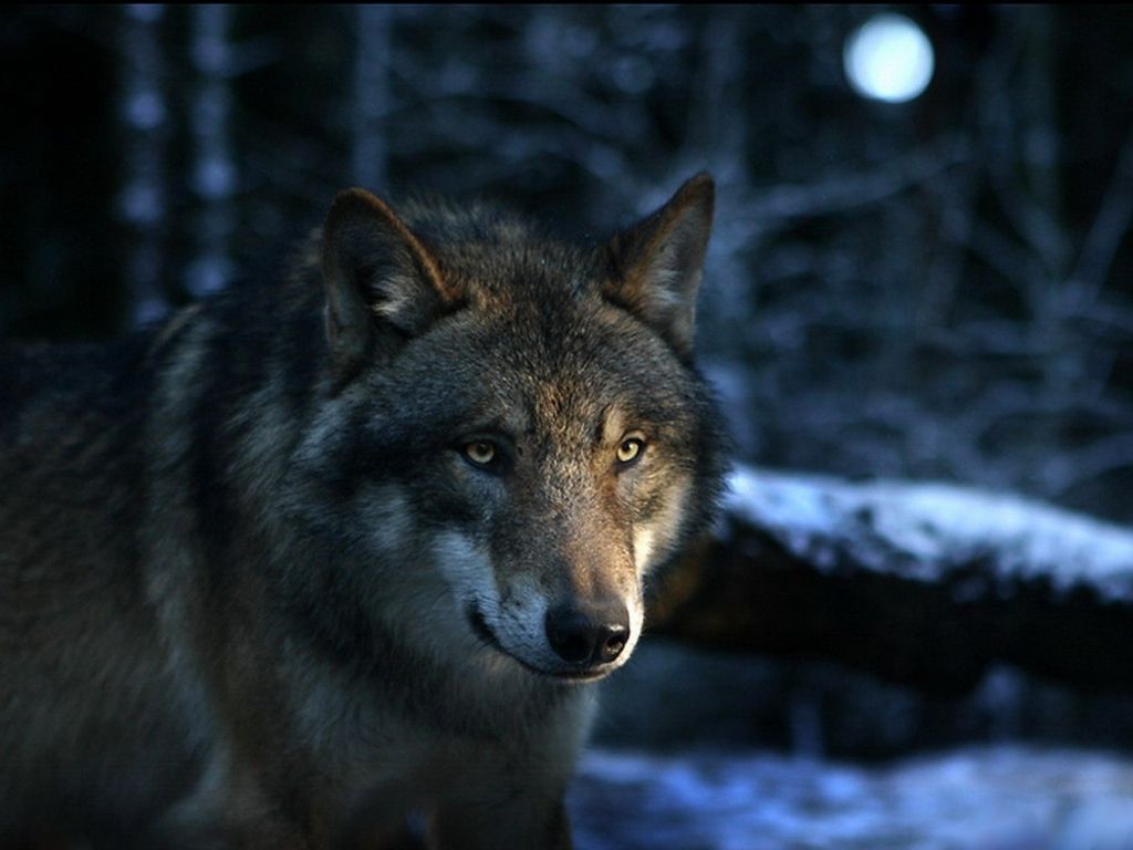Lupo grigio nella notte, 1024x768 HD, PC Desktop