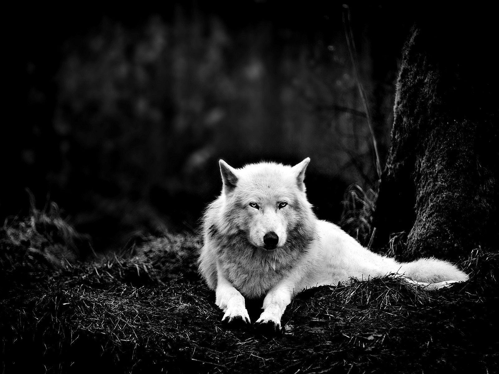 Lupo bianco sdraiato nel buio, 1600x1200 HD, Lenovo Legion