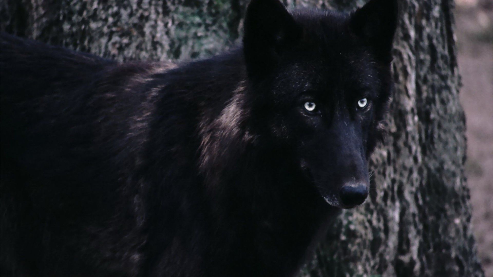 Lupo nero occhi azzurri, 1920x1080 Full HD 1080p, PC Desktop