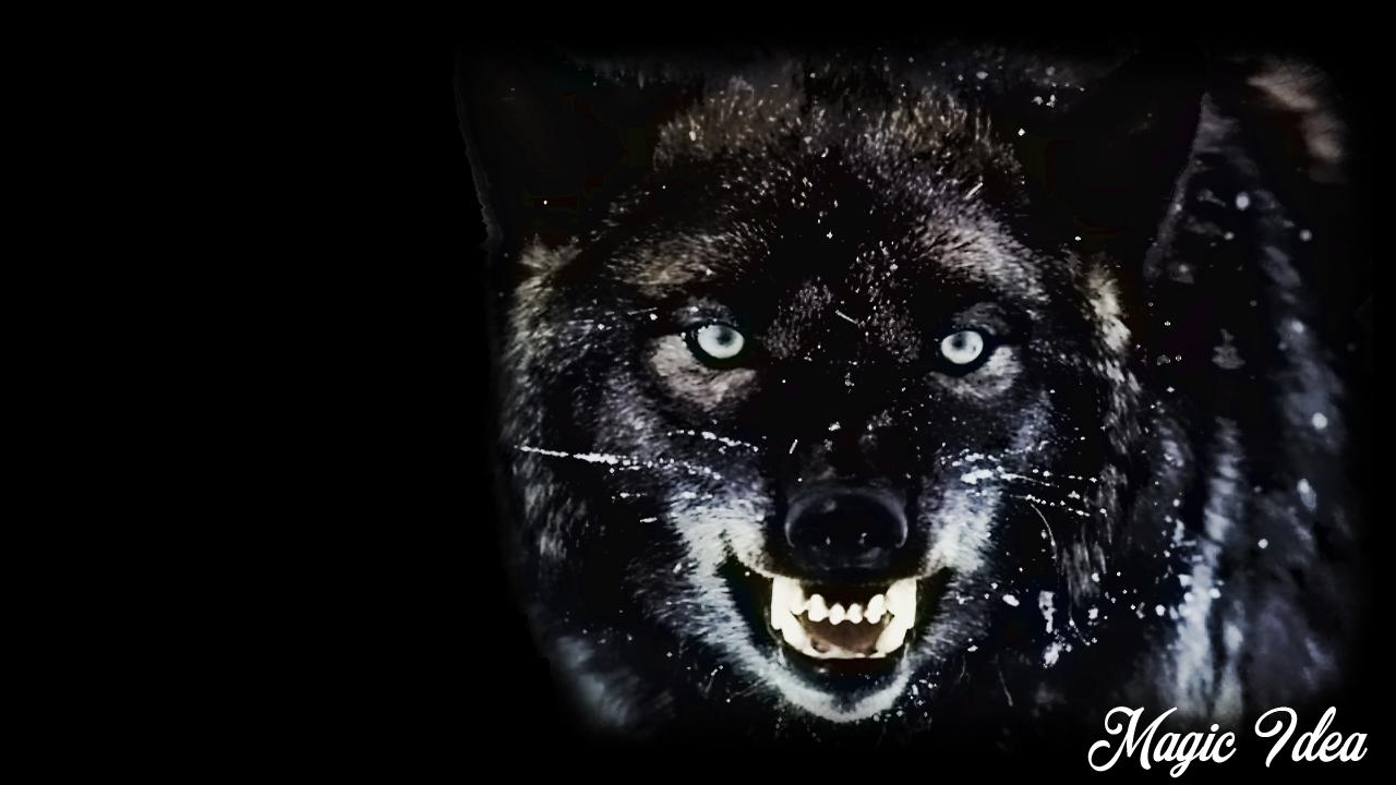 Lupo nero ringhiante, 1280x720 720p, Laptop
