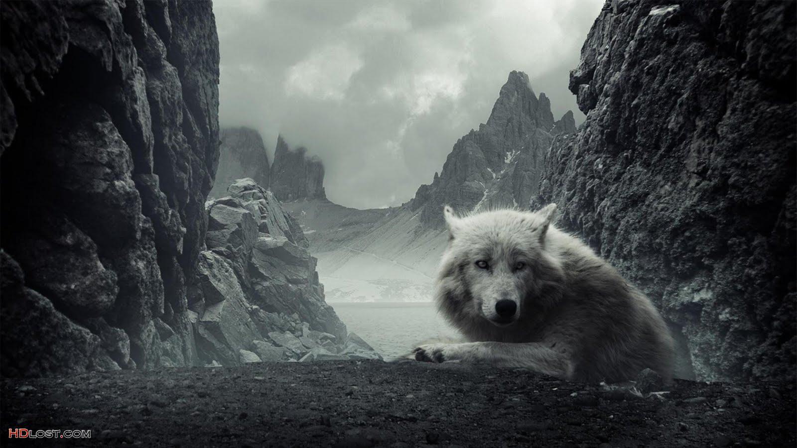 Lupo bianco tra rocce, 1600x900 900p, Desktop