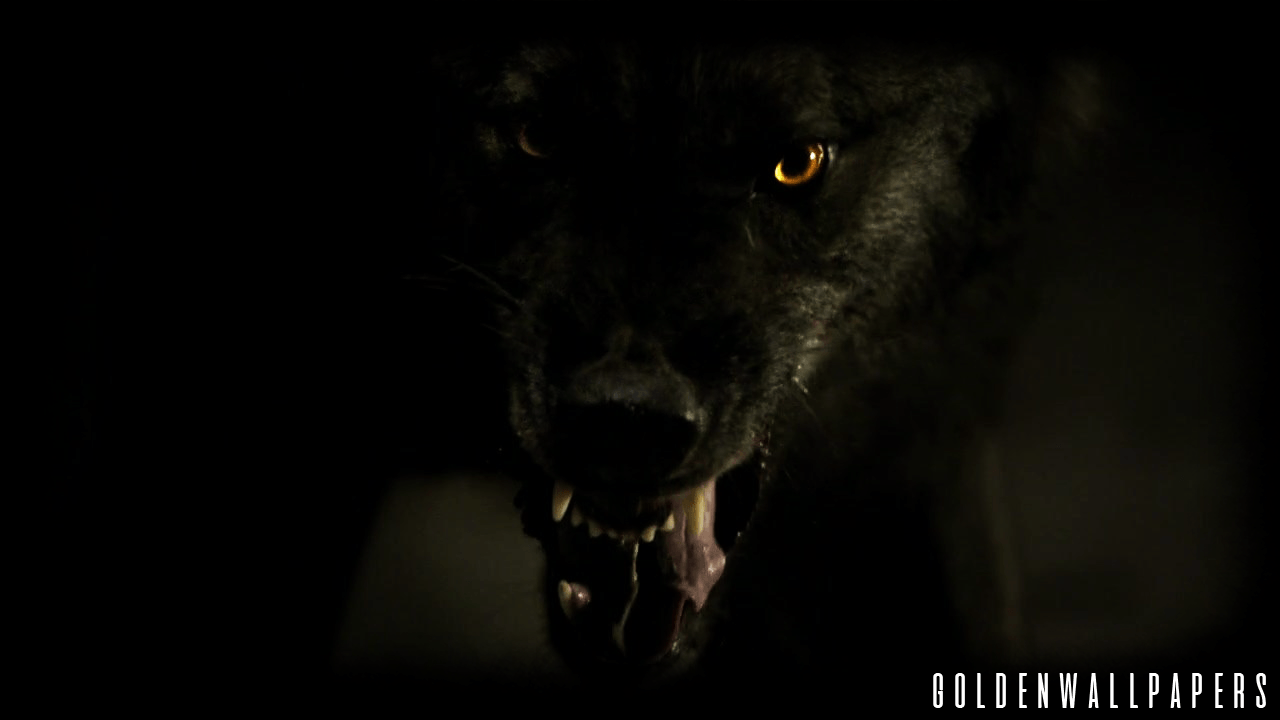 Lupo nero ringhiante nel buio, 1280x720 HD, Desktop