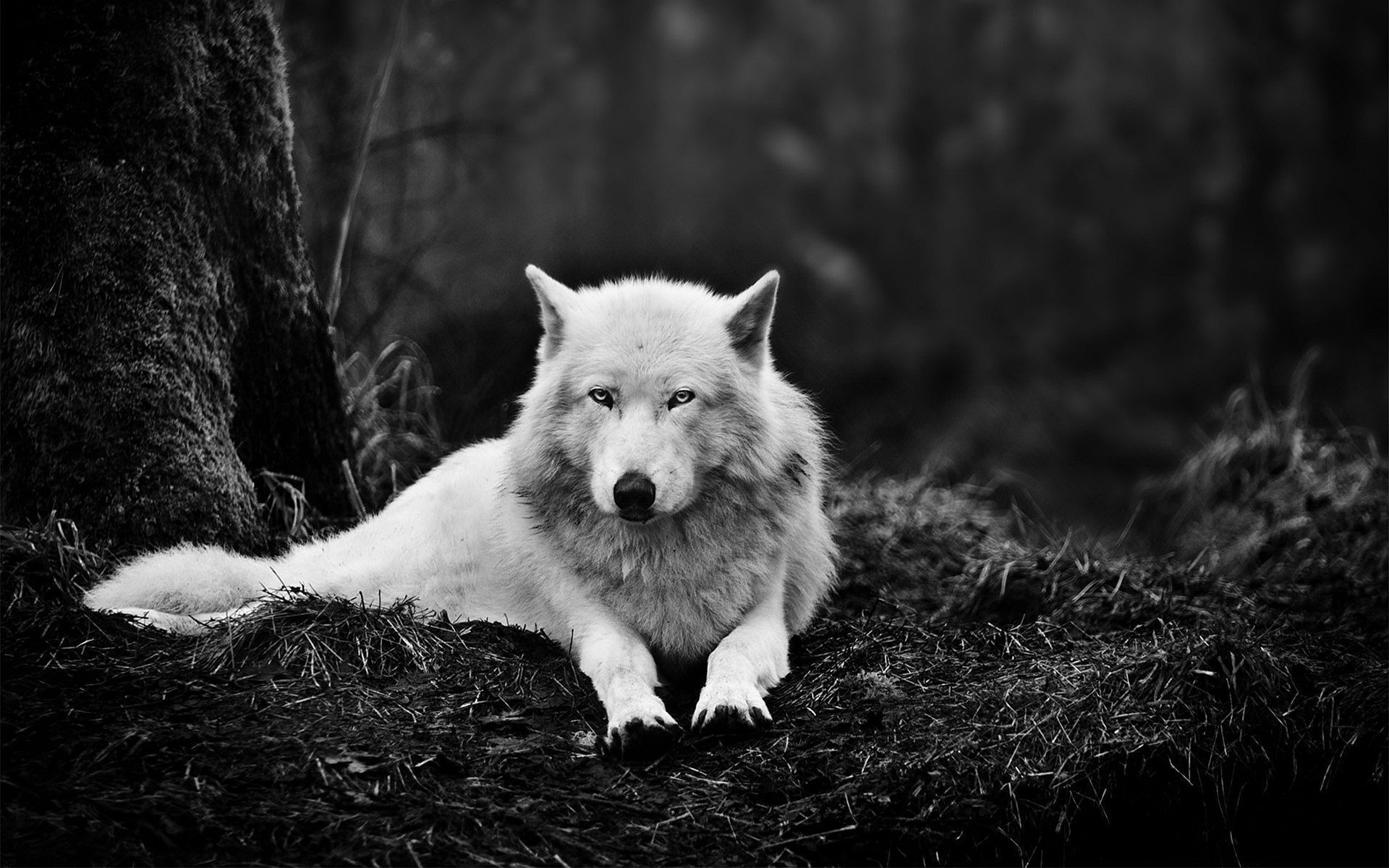 Lupo bianco nella foresta, 1920x1200 WUXGA, iMac