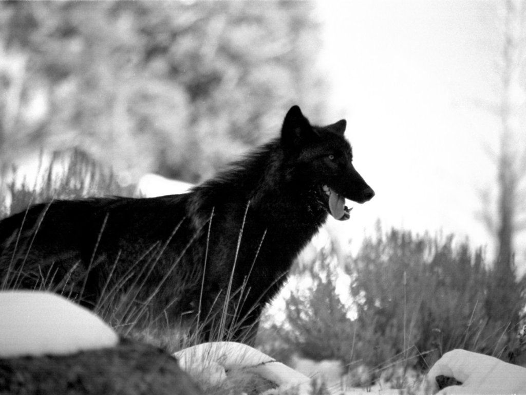 Lupo nero nella neve, 1024x768 HD, PC Desktop