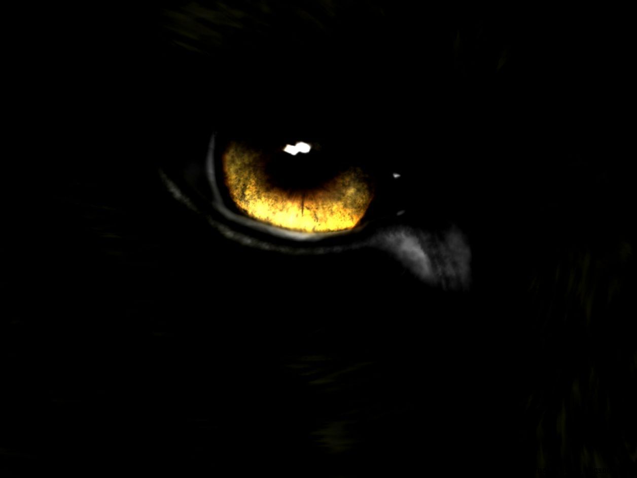 Occhio giallo lupo nero, 1256x942 HD, Desktop