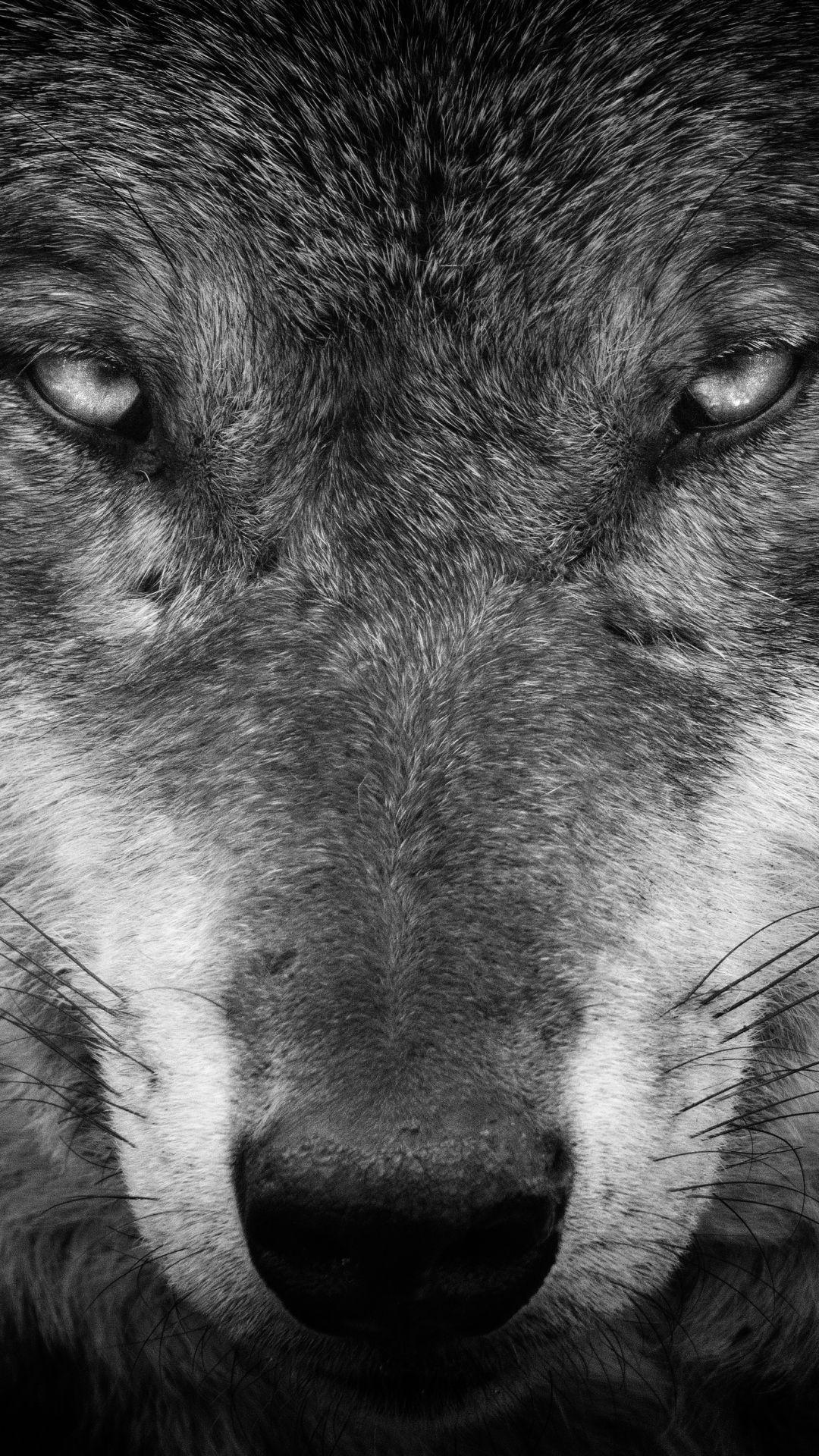 Lupo nero primo piano, 1080x1920 Full HD Verticale, Smartphone