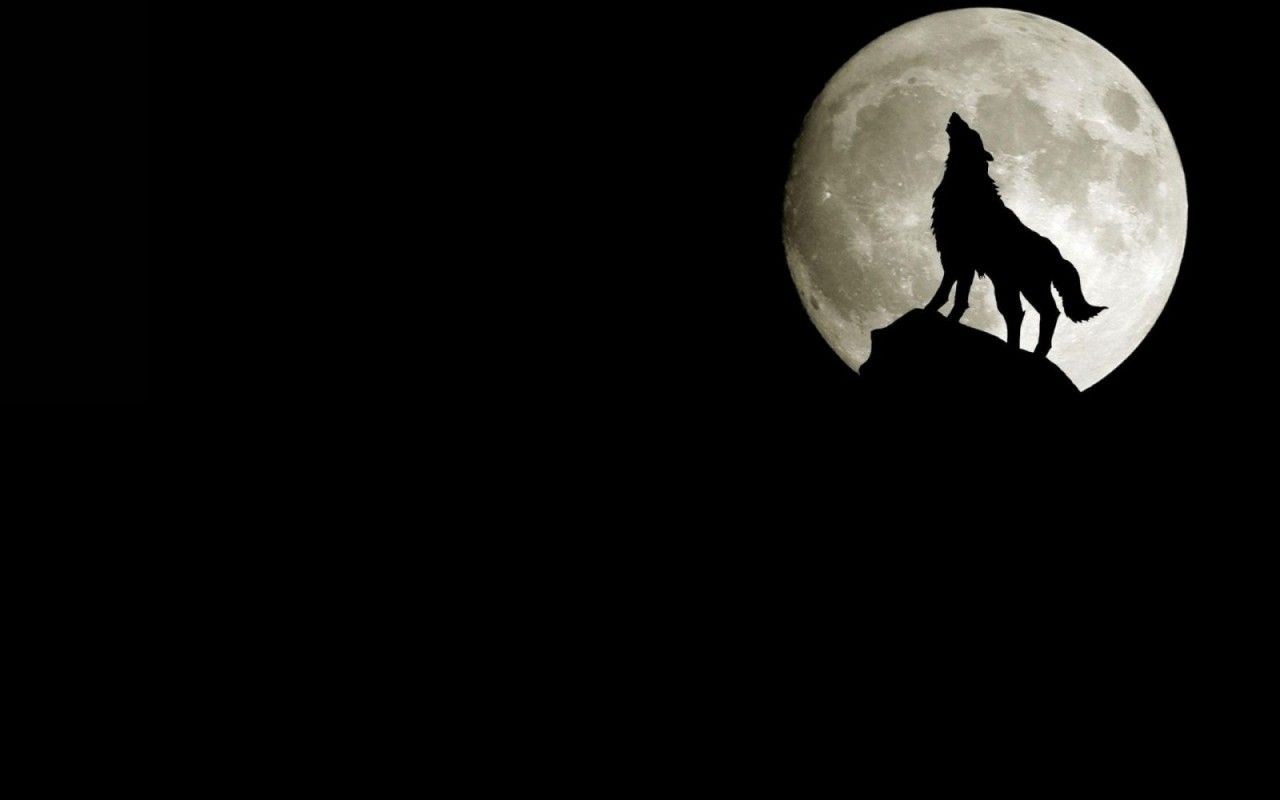 Lupo nero ulula luna piena, 1280x800 HD, Desktop
